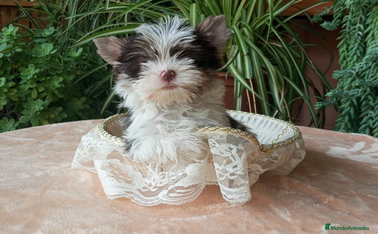 Yorkshire Terrier perros - Anuncio 1