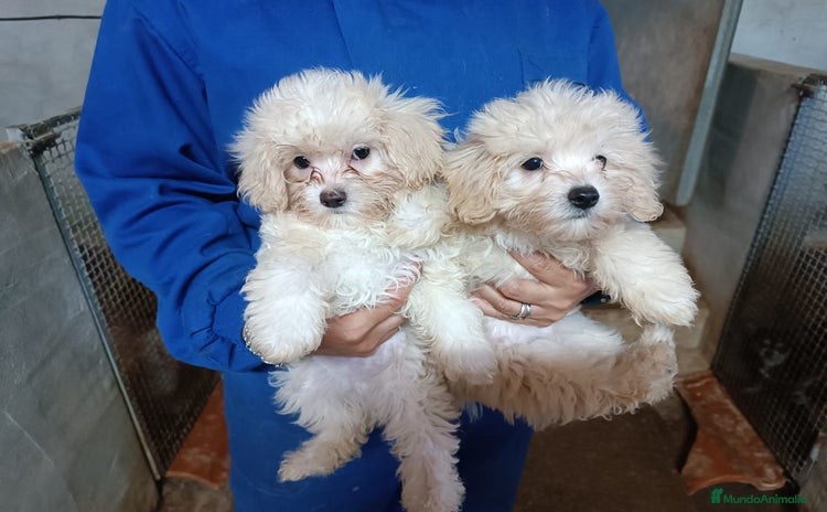Maltipoo perros - Propaganda 6