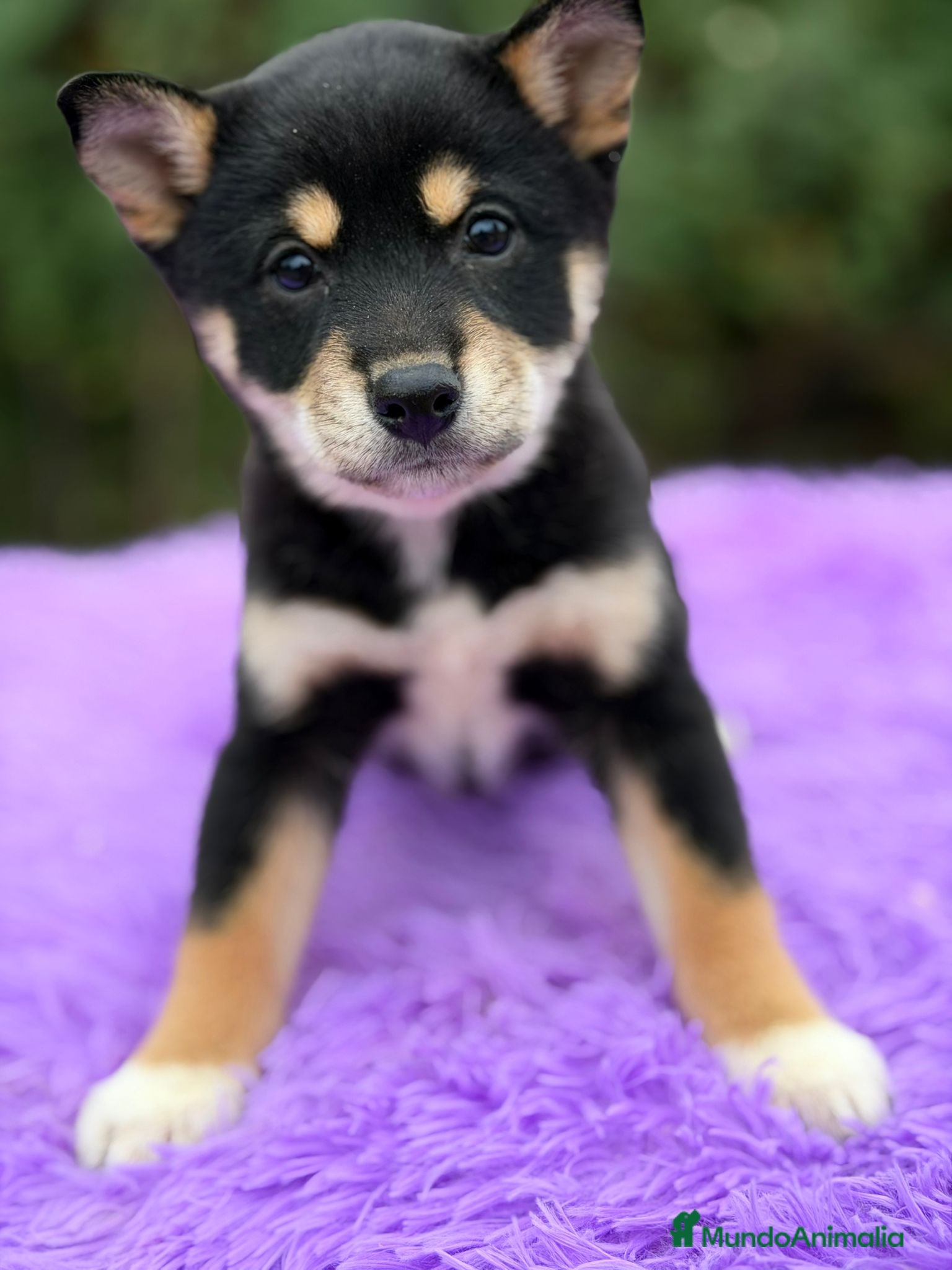 Shiba Inu perros Shiba inu negra - Anuncio 20