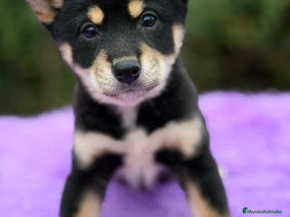 Shiba Inu perros Shiba inu negra - Anuncio 2
