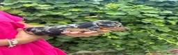 Teckel Miniatura perros en venta: teckel arlequin  - Anuncio 2