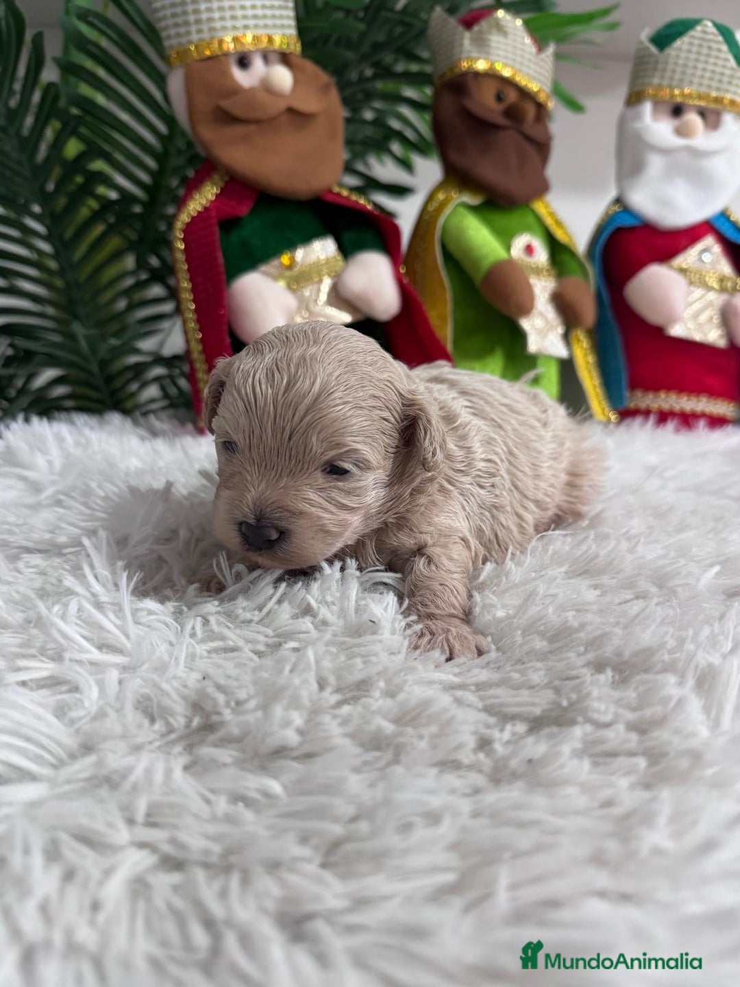 Maltipoo perros en venta: MALTIPOO MACHO - Anuncio 14