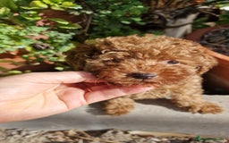 Caniche Toy perros en venta: Caniche Toy - Imagen 1
