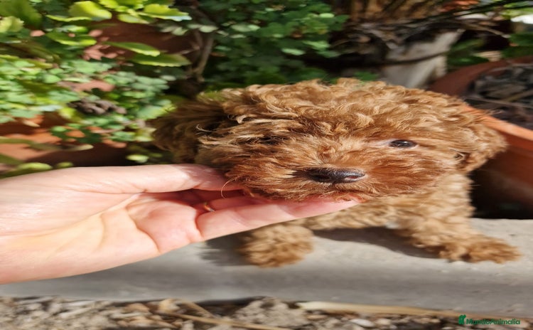 Caniche Toy perros - Anuncio 5
