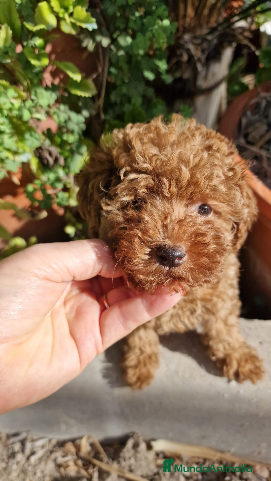 Caniche Toy perros en venta: Caniche Toy - Imagen 1