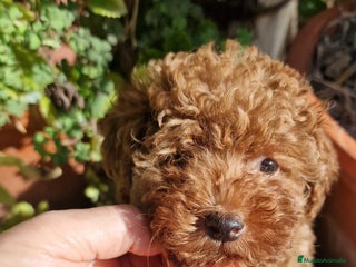 Caniche Toy perros - Anuncio 6