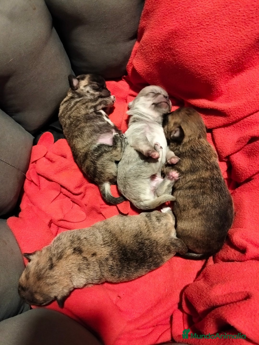 Chihuahua perros en venta: Cachorros chihuahua - Imagen 3