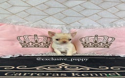 Chihuahua perros en venta: 🌸 Exclusiva Chihuahua Miniatura 🥇 - Imagen 2