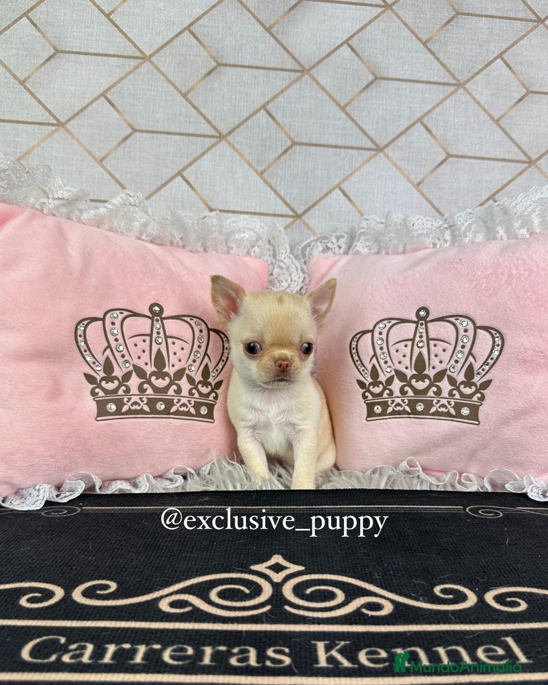 Chihuahua perros en venta: 🌸 Exclusiva Chihuahua Miniatura 🥇 - Imagen 2
