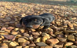 Teckel perros en venta: Cachorro de Teckel  - Imagen 2
