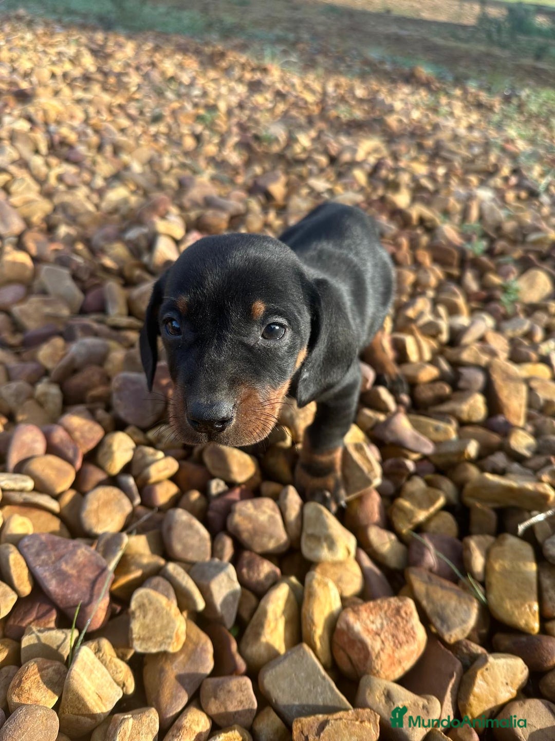 Teckel perros en venta: Cachorro de Teckel  - Imagen 2