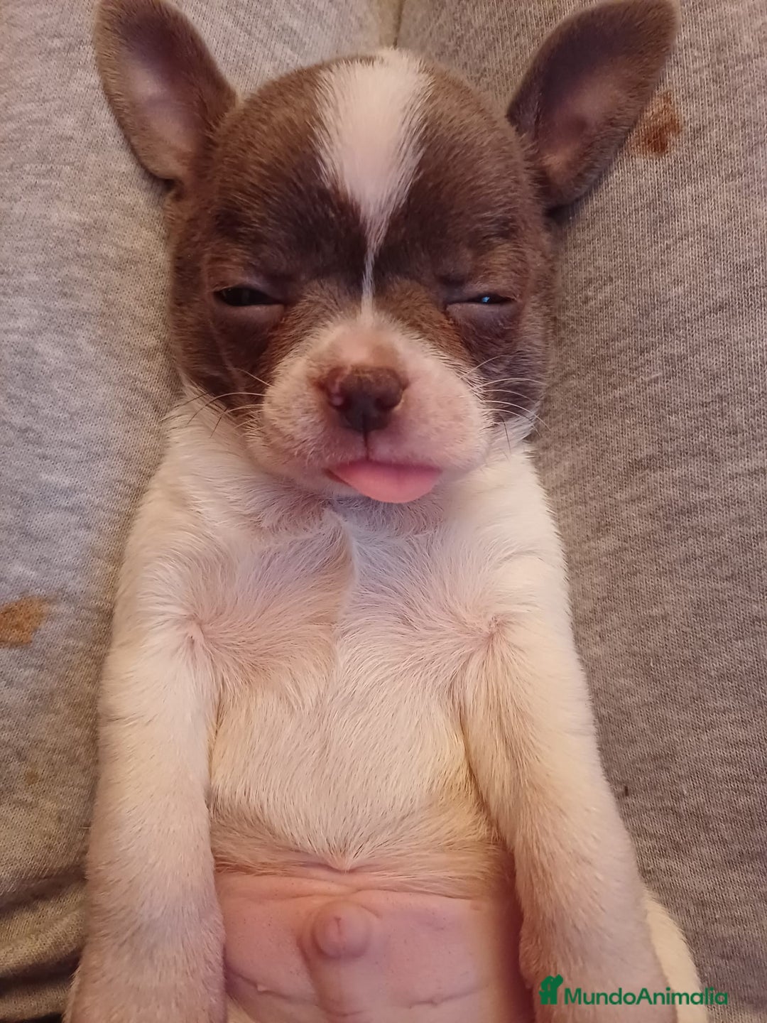 Chihuahua perros en venta: Chihuahua blue Toy  - Anuncio 1