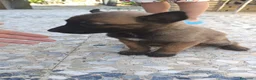 Pastor Belga Malinois perros en venta: Disponibles Pastor belga Malinois  - Anuncio 4