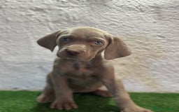 Weimaraner perros en venta: Braco de weimar  en Madrid - Imagen 2