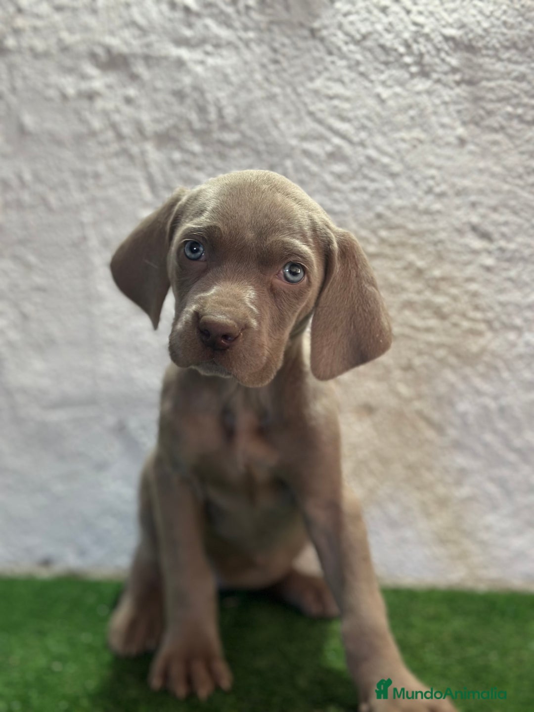 Weimaraner perros en venta: Braco de weimar  en Madrid - Imagen 2