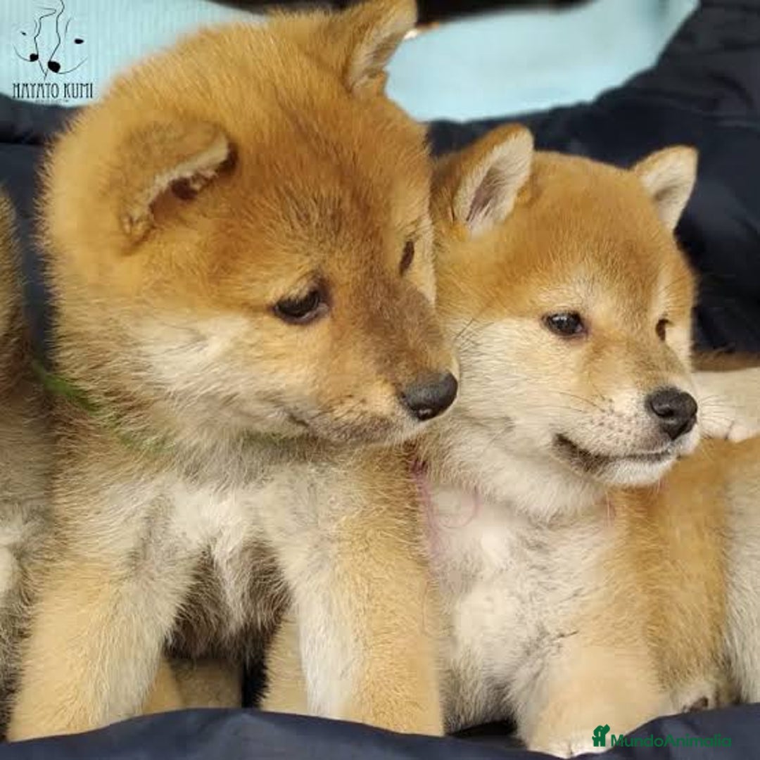 Shiba Inu perros en venta: Shiba Inu rojos cachorros preciosos  - Anuncio 1