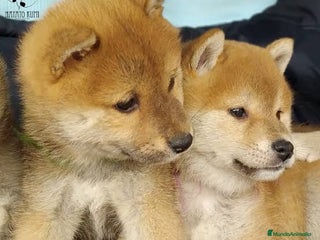 Shiba Inu perros Shiba Inu rojos cachorros preciosos - Anuncio 7