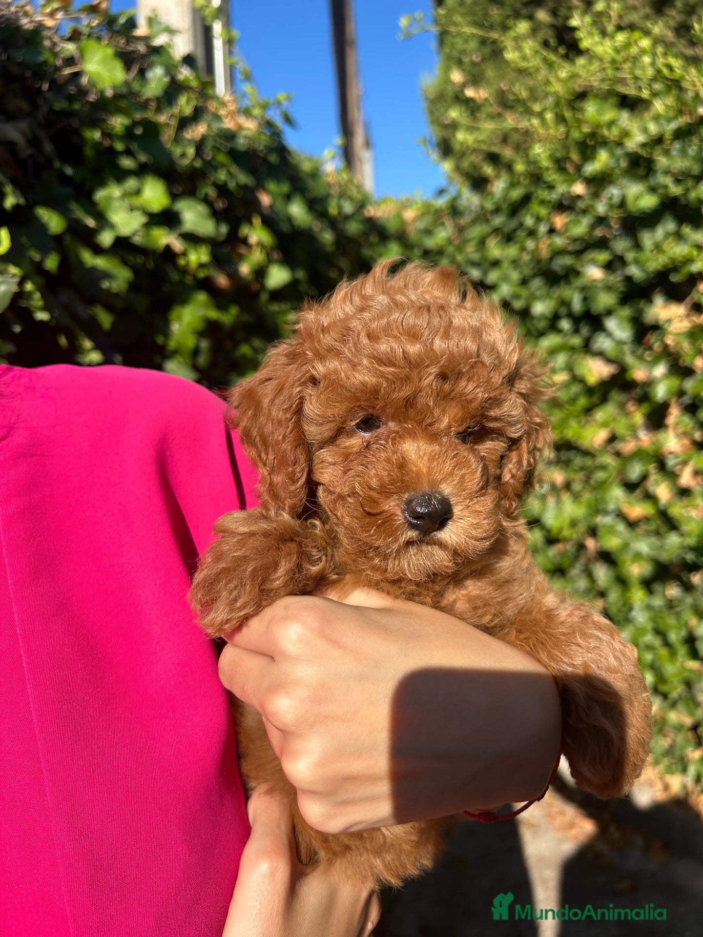 Caniche Toy perros caniche toy  - Anuncio 1