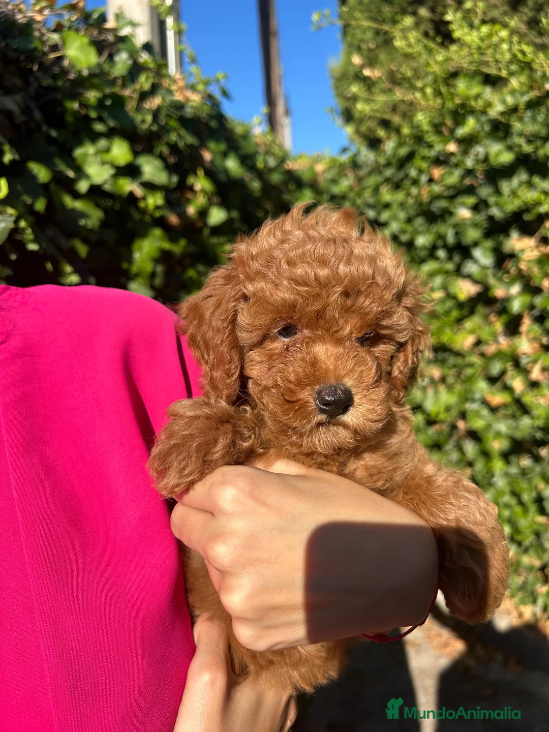 Caniche Toy perros en venta: caniche toy  - Anuncio 1