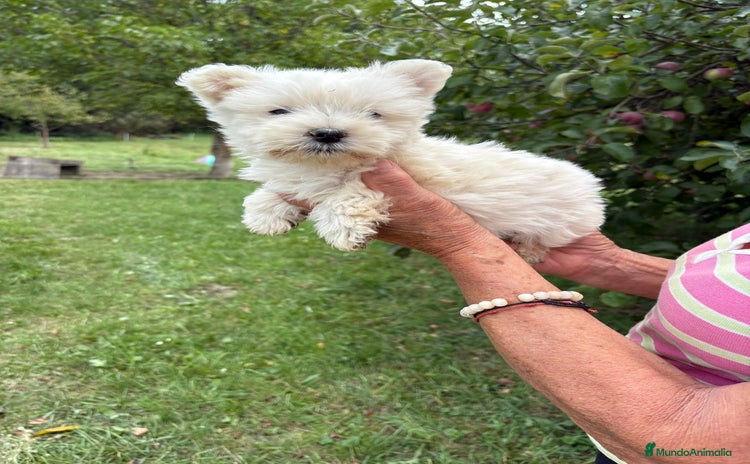 West Highland White Terrier perros - Anuncio 1