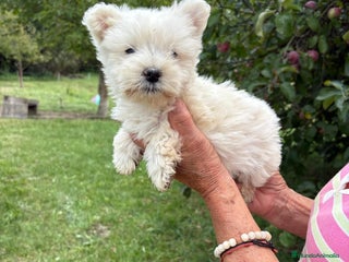West Highland White Terrier perros - Anuncio 2