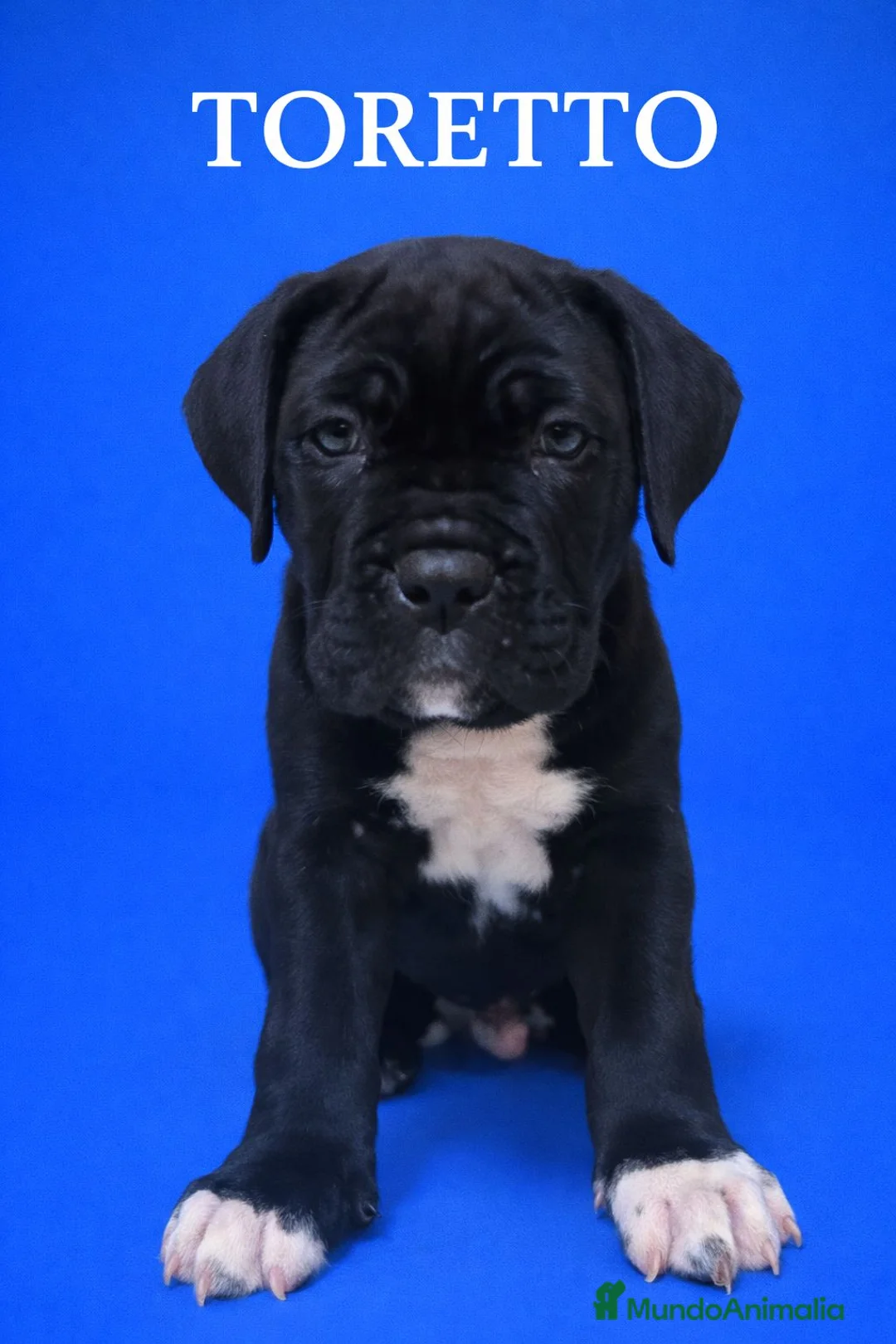 Cane Corso perros en venta: Cane corso  - Anuncio 3