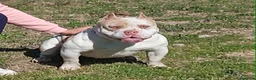 American Bully perros en venta: Disponible Macho de Américan Bully - Anuncio 6