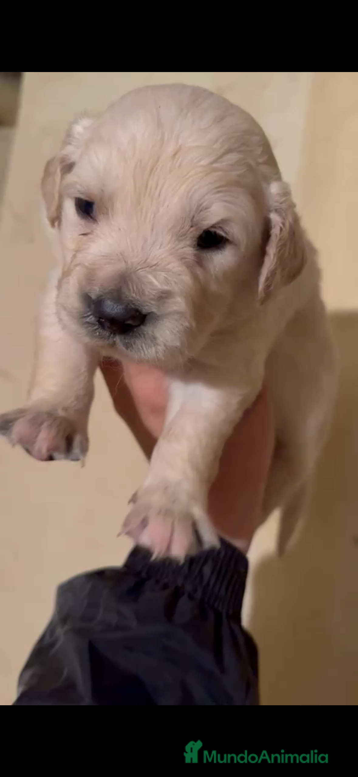 Golden Retriever perros Golden retriever macho - Anuncio 1