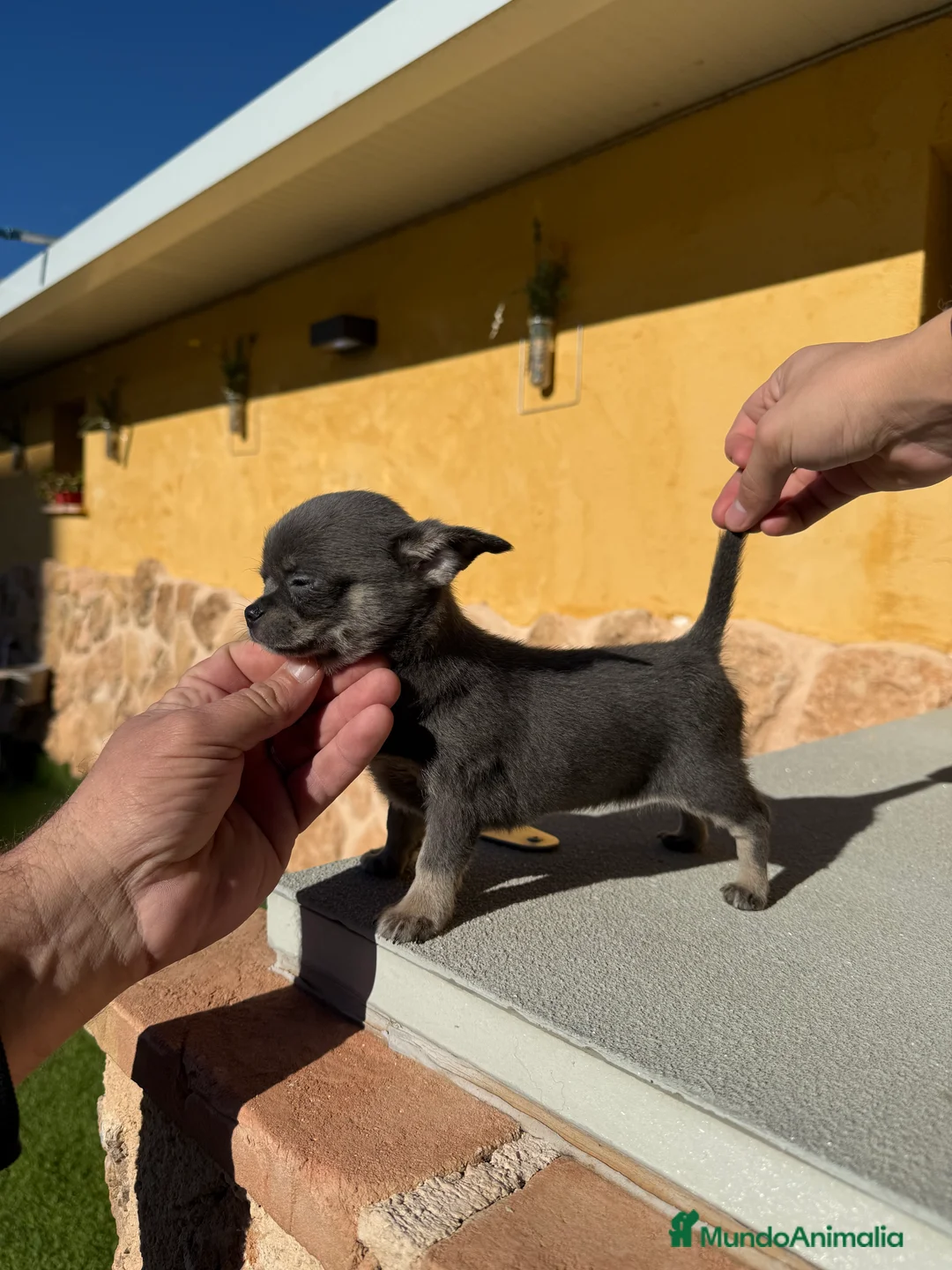 Chihuahua perros en venta: Chihuahua Toy - Anuncio 6