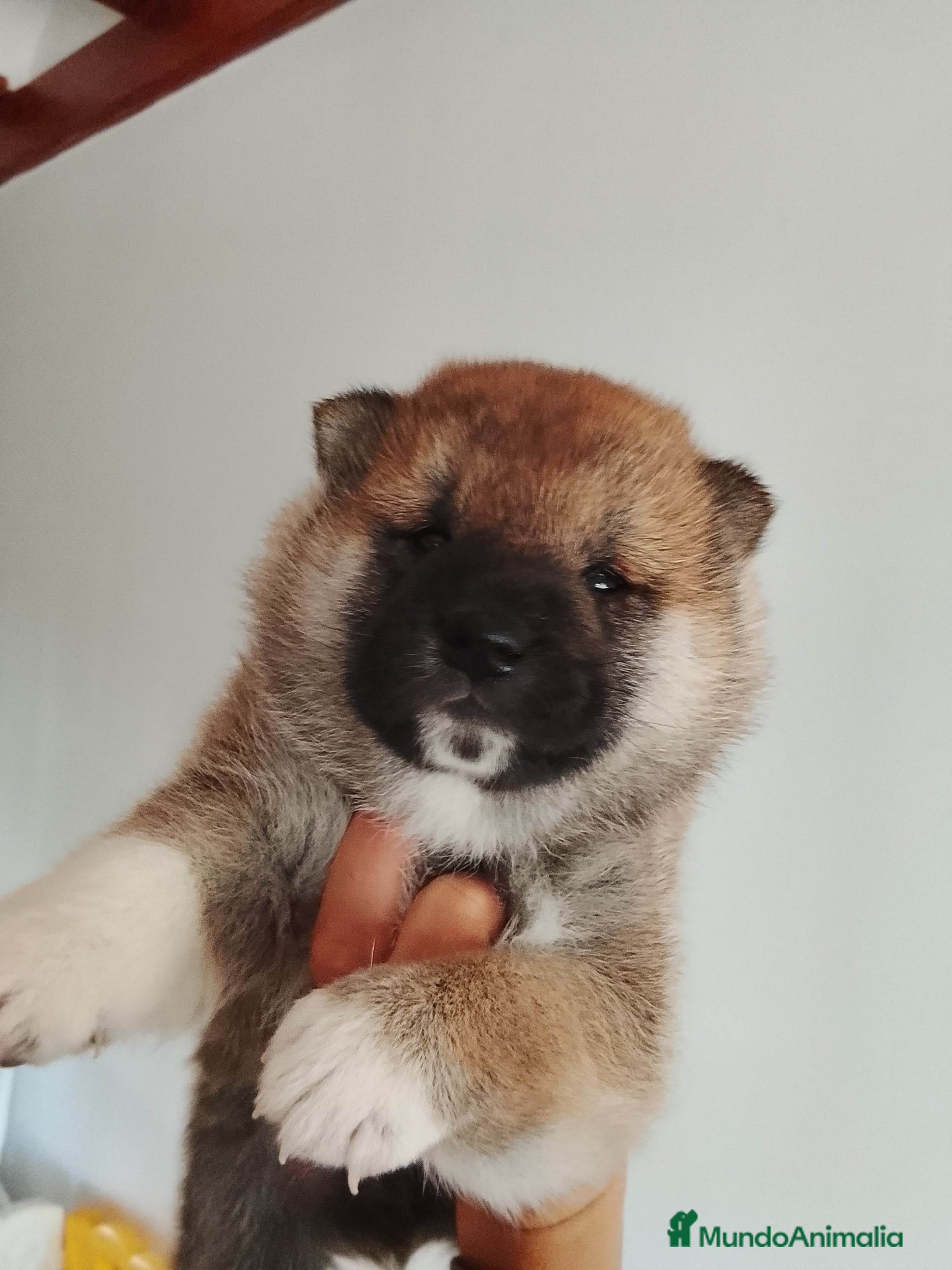 Shiba Inu perros SHIBA INU - Anuncio 30