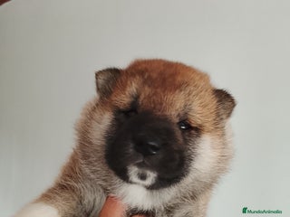 Shiba Inu perros SHIBA INU - Anuncio 1