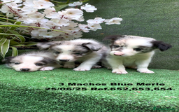 Border Collie perros en venta: BORDER COLLIE DE VILLA BIZNAGA - Imagen 4