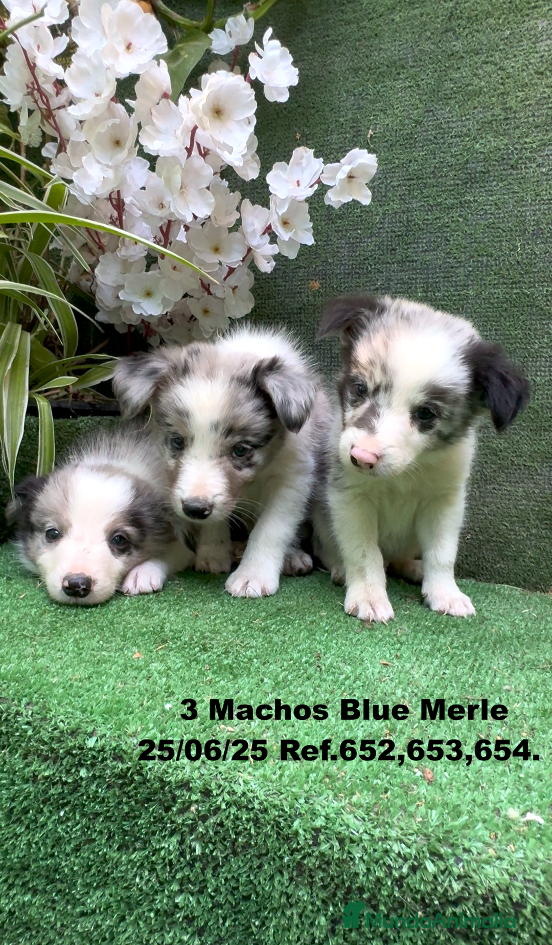 Border Collie perros en venta: BORDER COLLIE DE VILLA BIZNAGA - Imagen 4