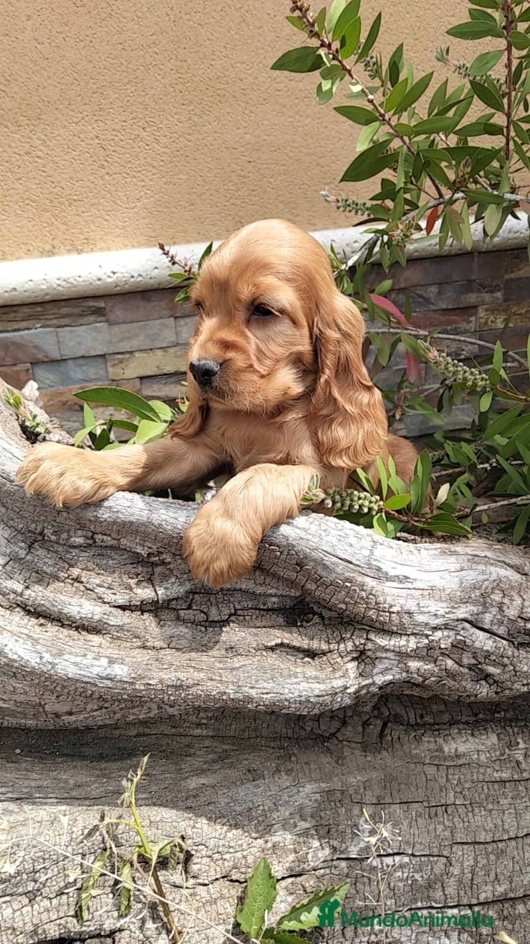 Cocker Spaniel Inglés perros en venta: Cocker dorado  - Anuncio 2