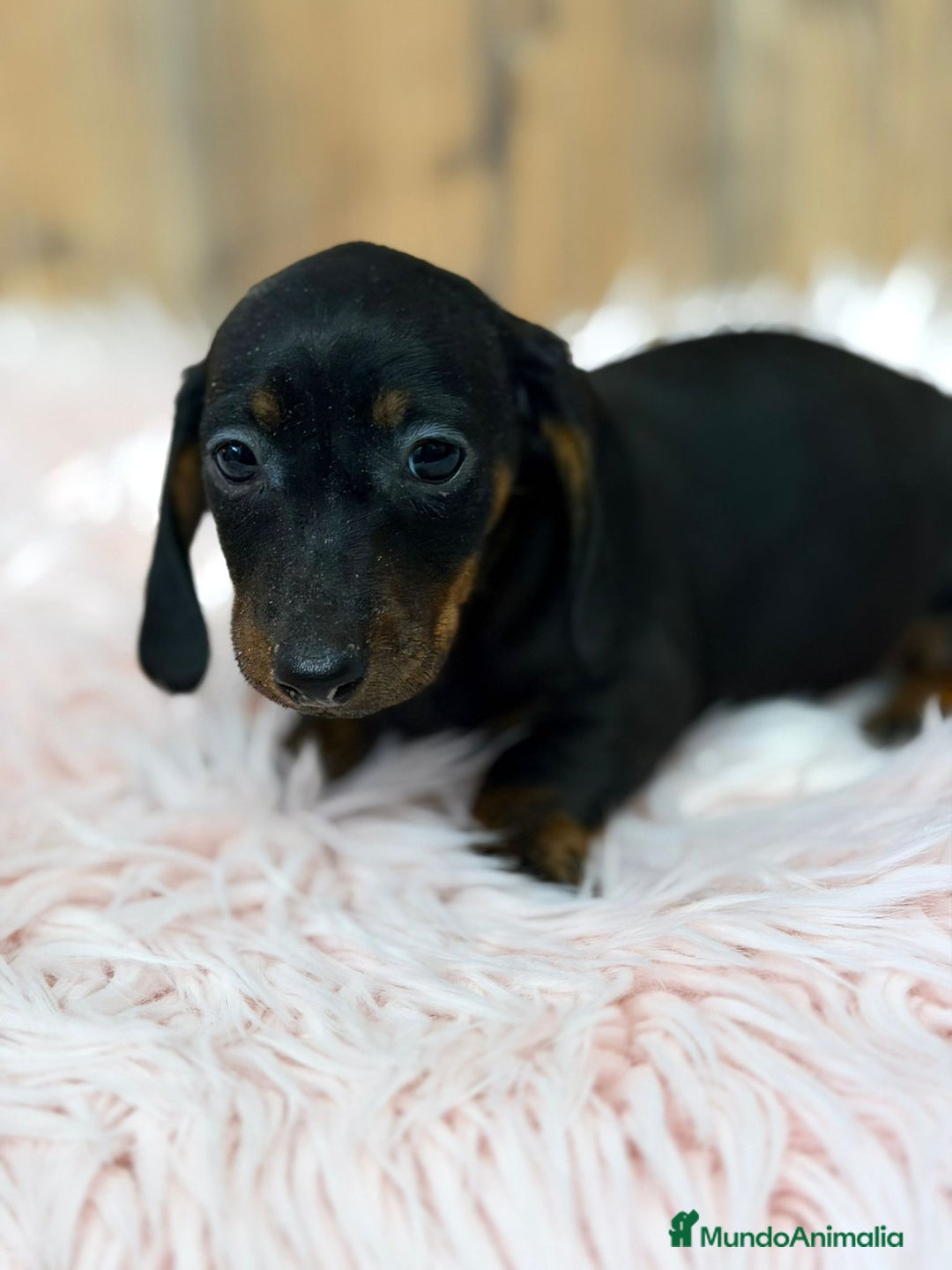 Teckel Miniatura perros en venta: TECKEL MINIATURA - Anuncio 7