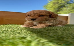 Caniche Toy perros en venta: CANICHE TOY MACHO - Imagen 7