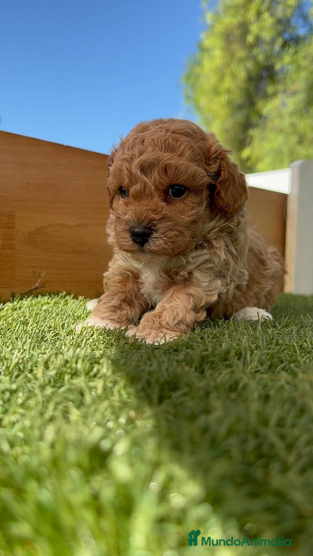 Caniche Toy perros en venta: CANICHE TOY MACHO - Imagen 7