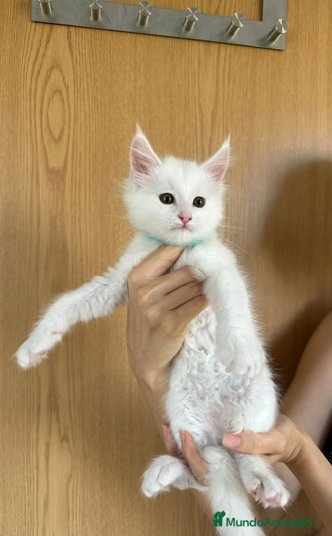 Maine Coon gatos en venta: Adorable Mainecoon macho blanco en Madrid - Anuncio 3