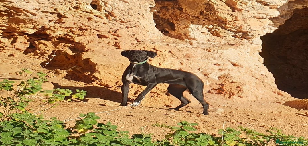 Imagen de galería {{count}}