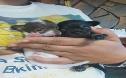 Chihuahua perros en venta: Chihuahua Toy hembras  - Imagen 2