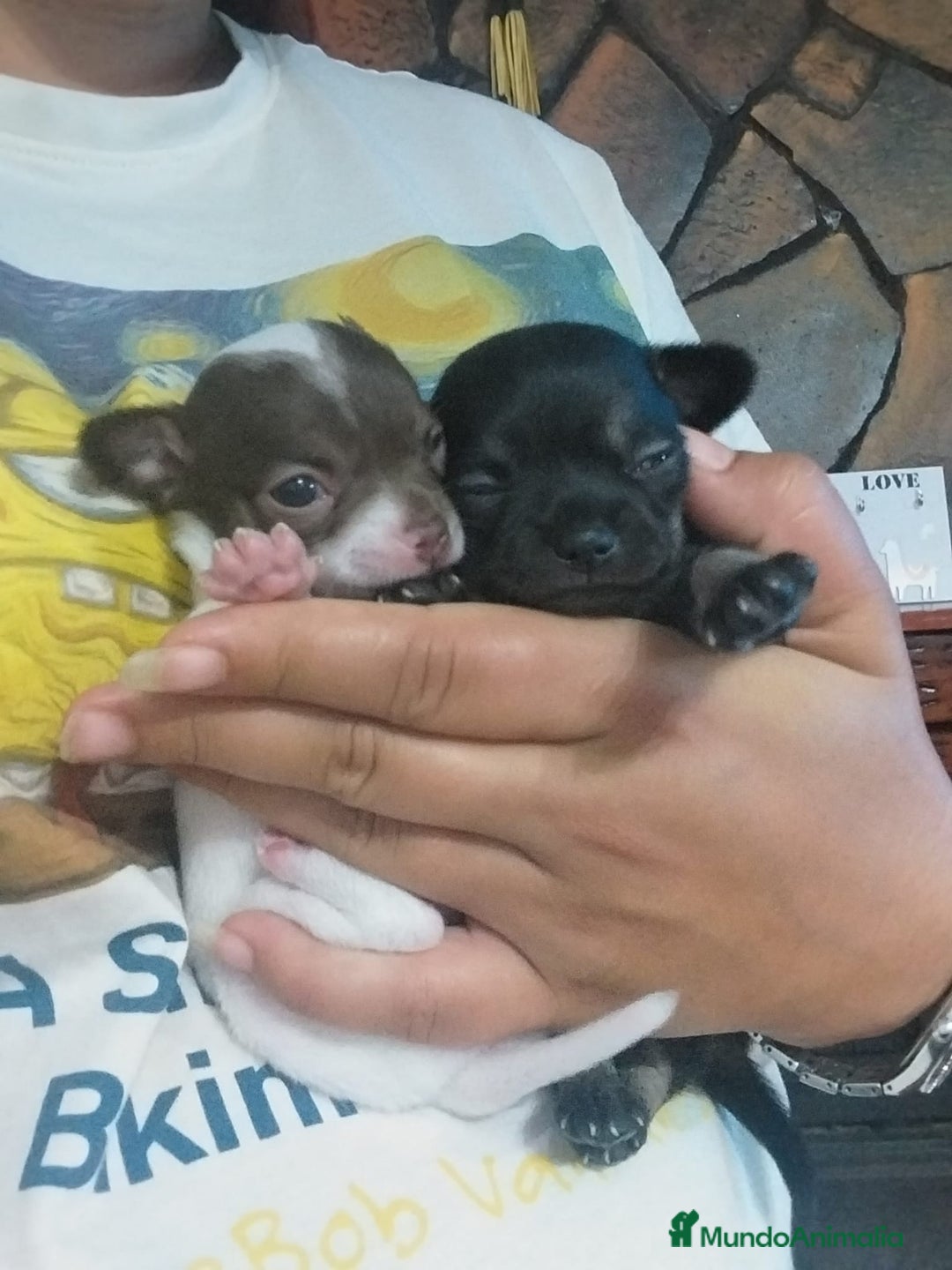 Chihuahua perros en venta: Chihuahua Toy hembras  - Imagen 2