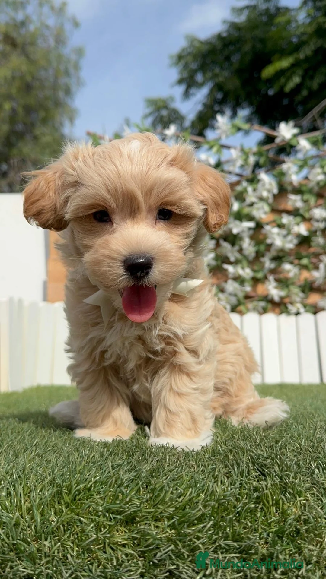 Maltipoo perros en venta: MALTIPOO  - Anuncio 1