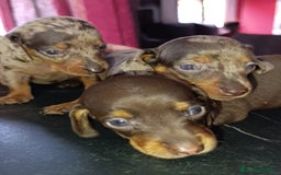 Teckel perros en venta: Impresionantes teckel kaninchen  - Imagen 2