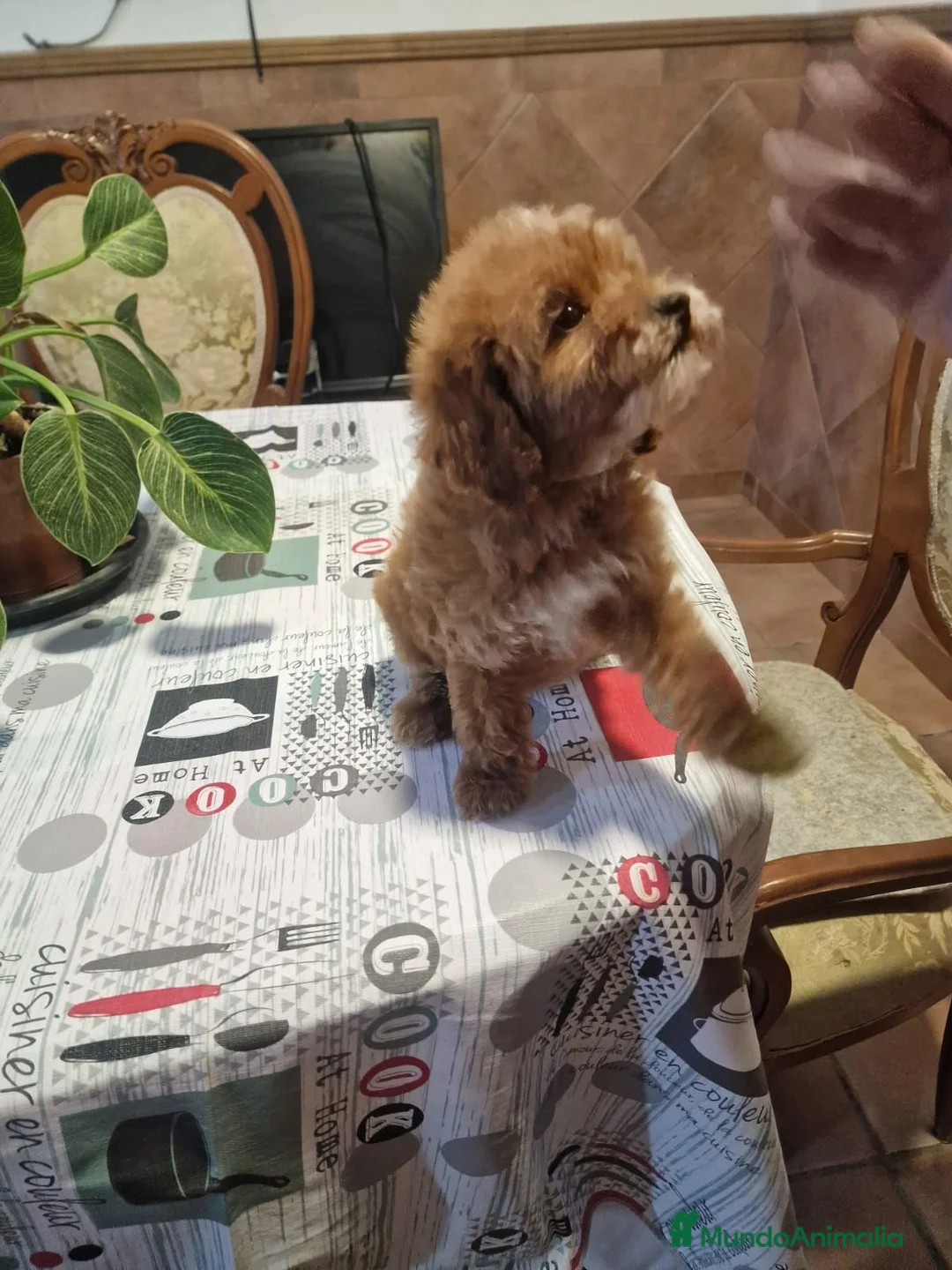 Caniche Toy perros en venta: Caniche toy hembrita precio real - Anuncio 2