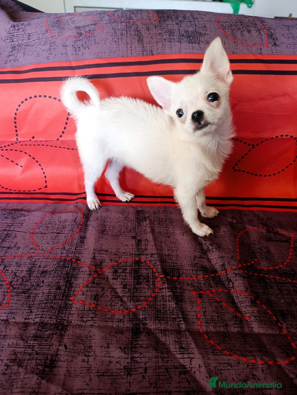 Pomchi perros Preciosos pomchi mini - Anuncio 1