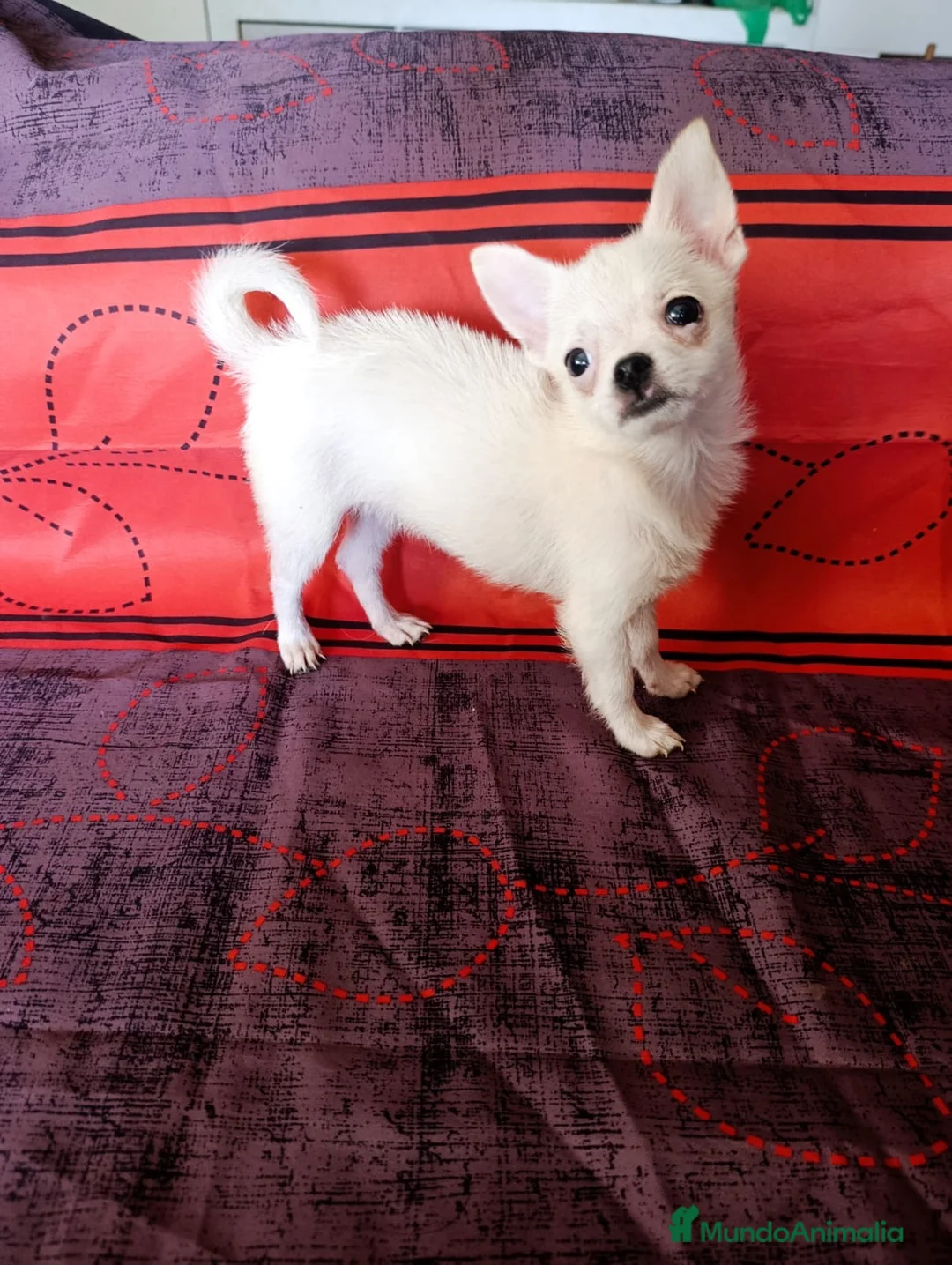 Pomchi perros en venta: Preciosos pomchi mini - Anuncio 1