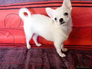 Pomchi perros Preciosos pomchi mini - Anuncio 1