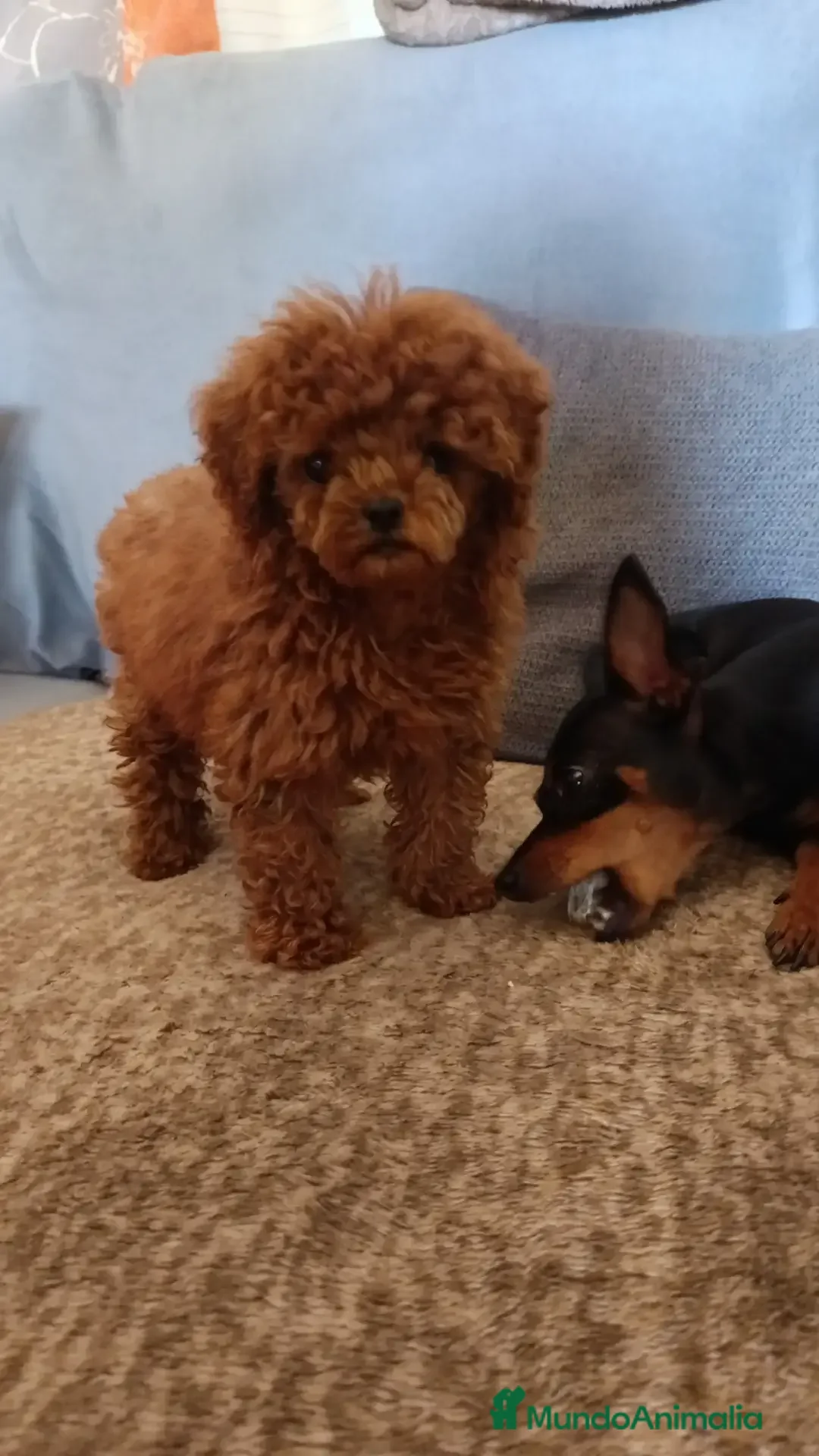 Caniche Toy perros en venta: Caniche toy rojo - Anuncio 3