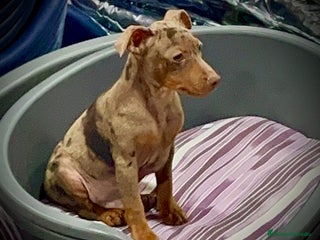 Pinscher Miniatura perros en Alicante - Anuncio 32