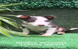 Border Collie perros en venta: Border Collie Chocolate - Imagen 21